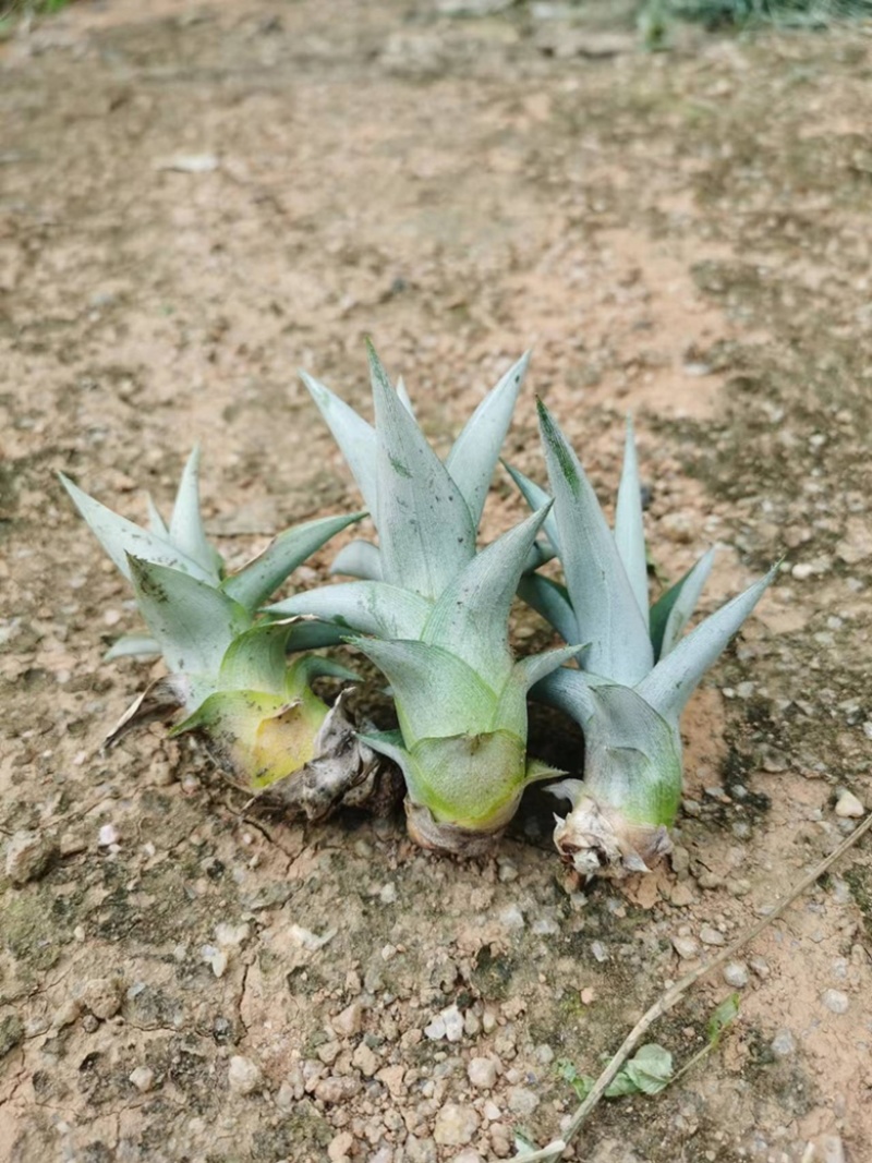 菠萝苗一年一上的菠萝树苗