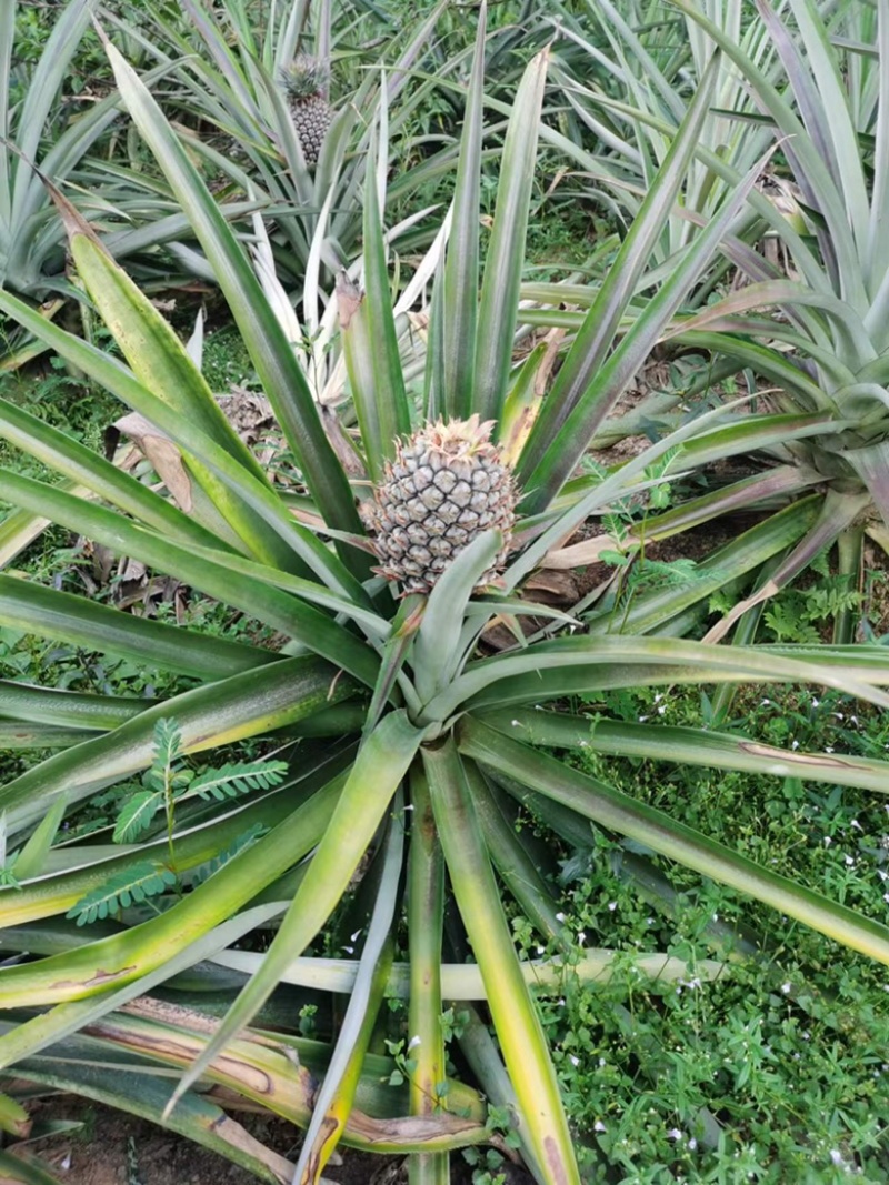 菠萝苗一年一上的菠萝树苗