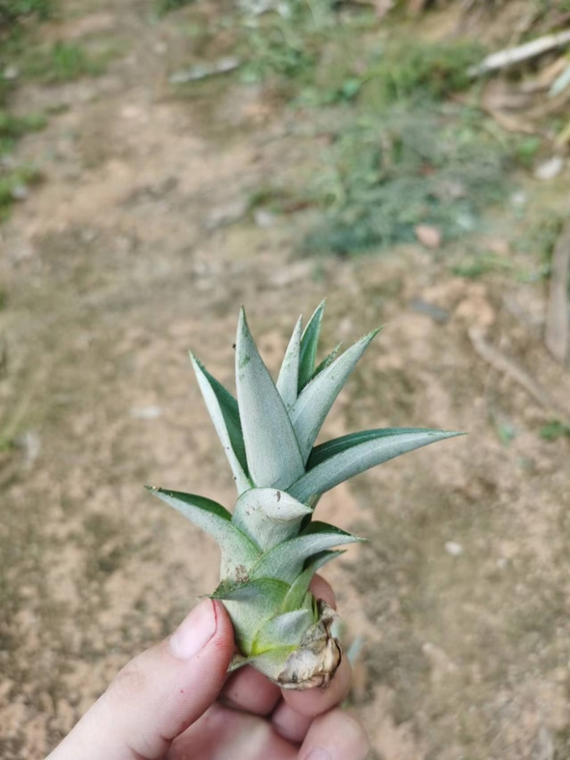 菠萝苗一年一上的菠萝树苗