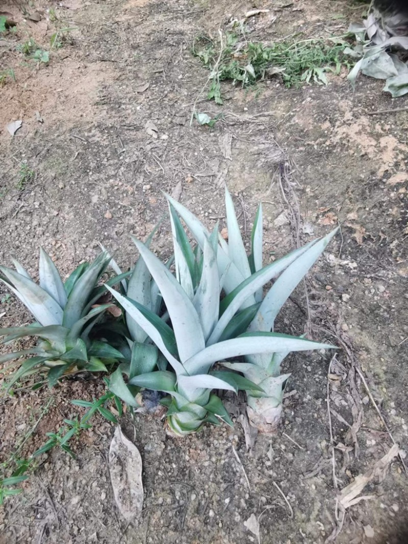 菠萝苗一年一上的菠萝树苗