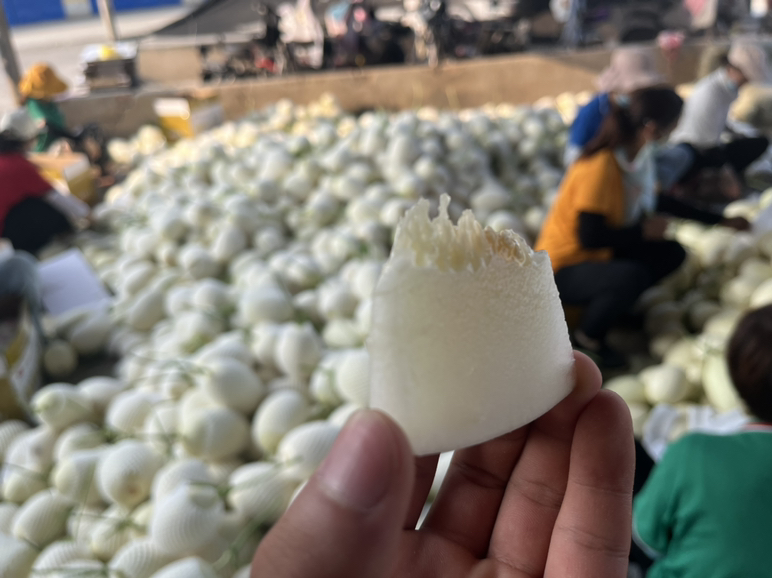 白蜜瓜的外观特征展示,椭圆形果实,果皮浅白绿色,果肉洁白细腻 白蜜瓜的外观特征展示