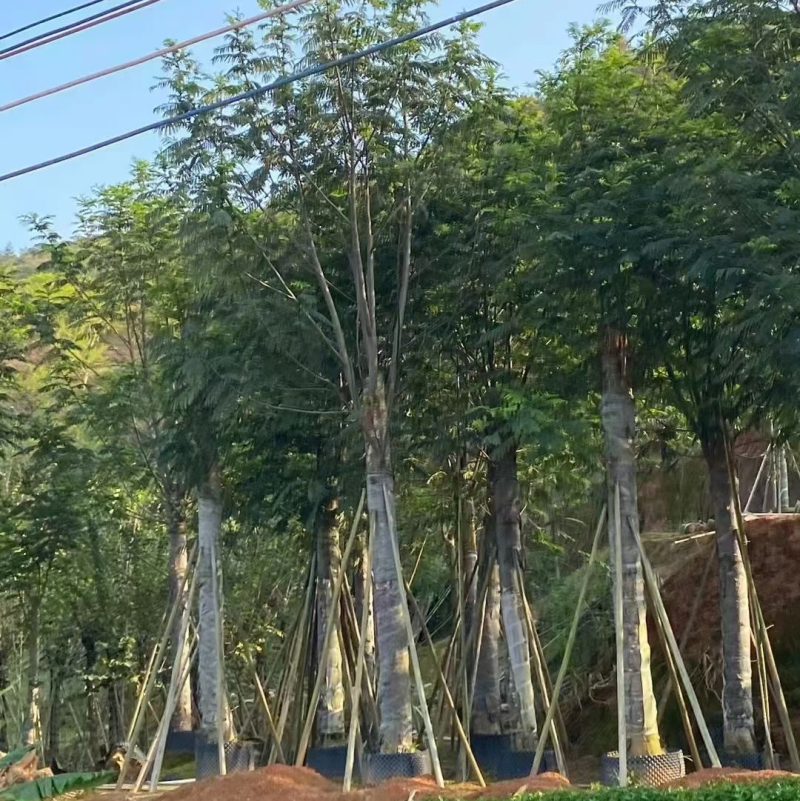 南洋楹8～20都有量