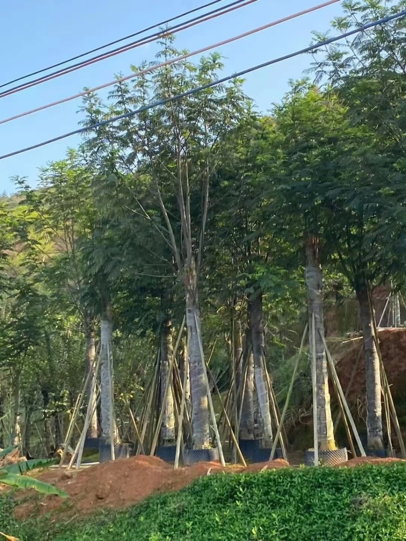 南洋楹8～20都有量
