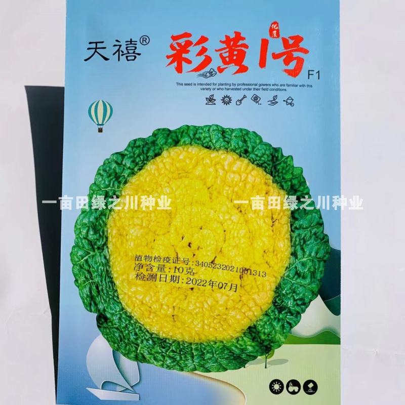 彩黄1号F1黄心乌种子腊月乌菜一代杂交耐寒黄心菜种子