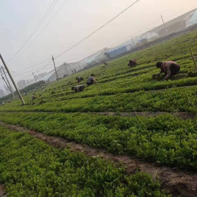 山东芹菜苗商河自有基地种植西芹菜苗根茎粗壮包成活率