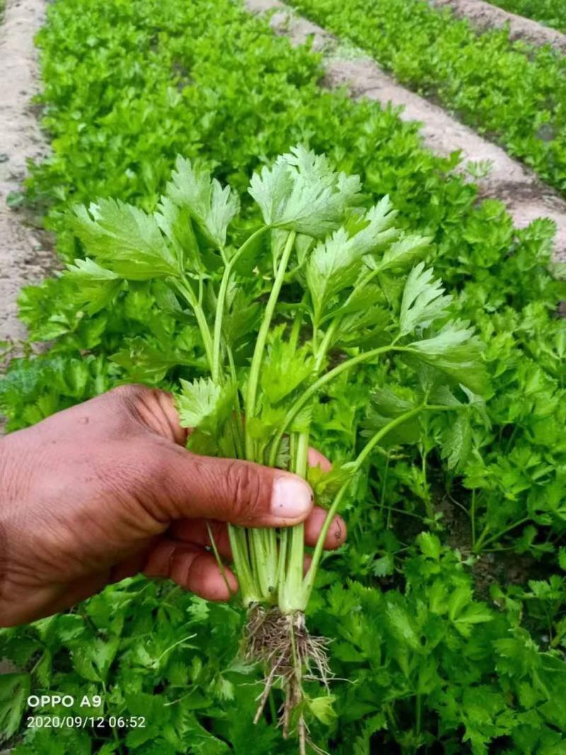 山东芹菜苗商河自有基地种植西芹菜苗根茎粗壮包成活率