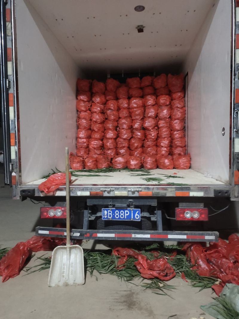 惠水红牙姜，老姜，二黄姜，小黄姜，红牙姜，饱满，辣味十足