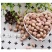 圆花豆现货批发2025年新花芸豆雀蛋豆