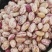 圆花豆现货批发2025年新花芸豆雀蛋豆