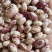 圆花豆现货批发2025年新花芸豆雀蛋豆