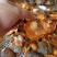 扇贝肉