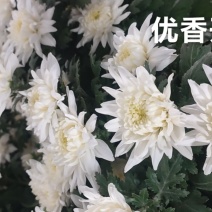 菊花鲜切花