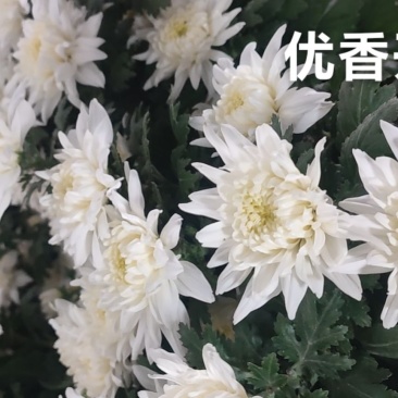 菊花鲜切花