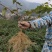 金银花苗湘蕾五号，抗寒耐抗病强，现挖现发欢迎考察