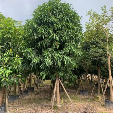 绿化苗木，芒果树，12到18骨架货。