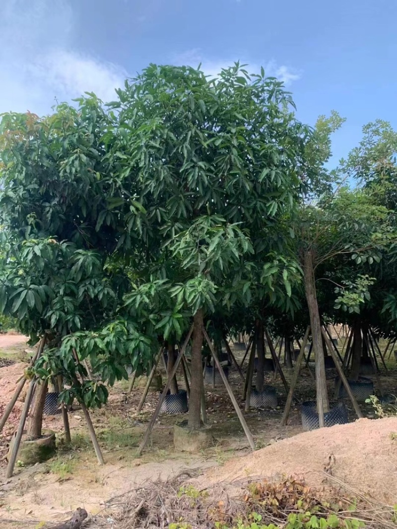 绿化苗木，芒果树，12到18骨架货。