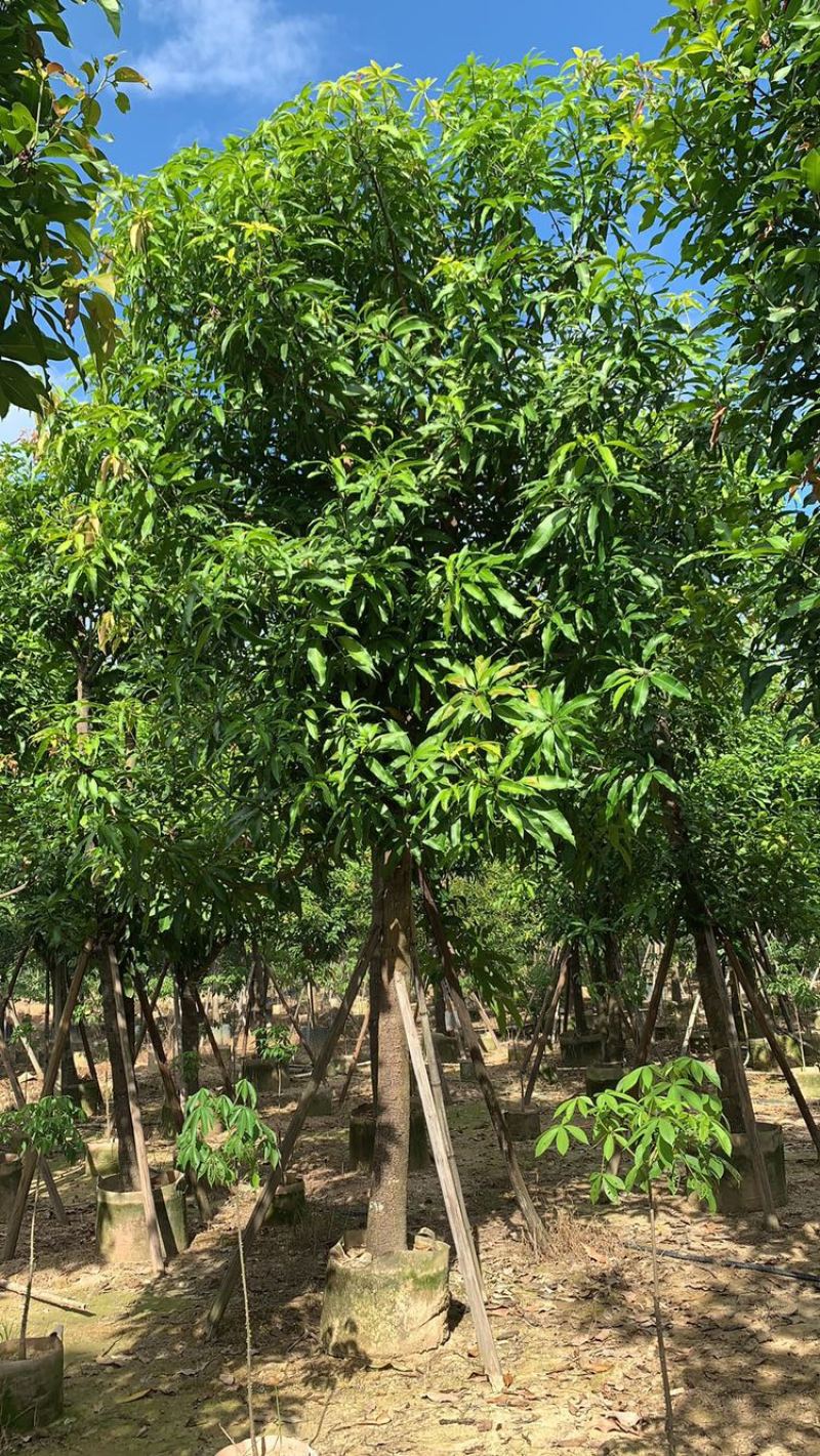 绿化苗木，芒果树，12到18骨架货。