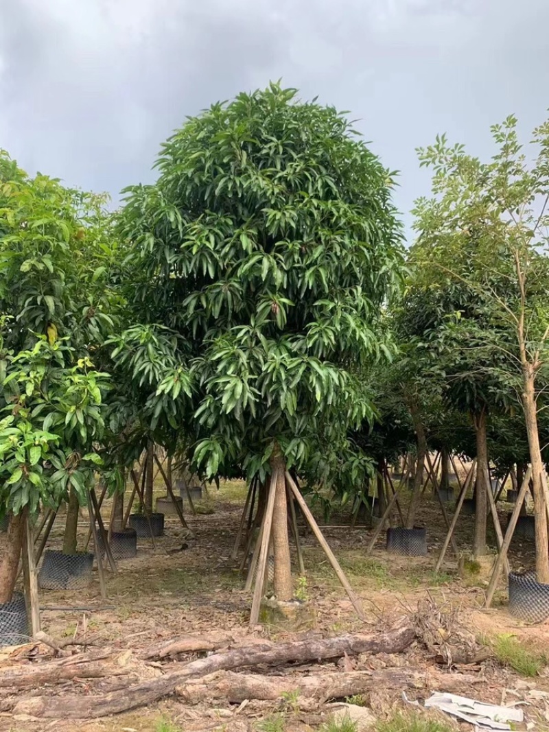 绿化苗木，芒果树，12到18骨架货。