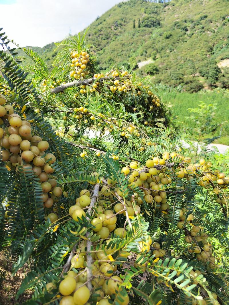 新鲜余甘果上市油甘玻璃种珍珠赤皮等