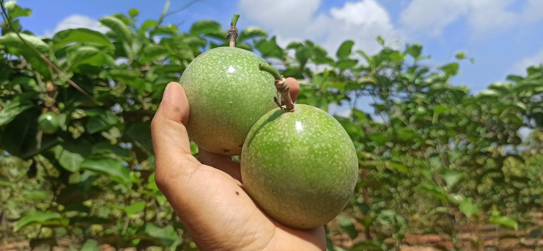 展示两颗黄金百香果,一颗为成熟状态呈金黄色并略有皱褶,另一颗为未成熟状态呈青绿色且表皮光滑 黄金百香果成熟前后的对比