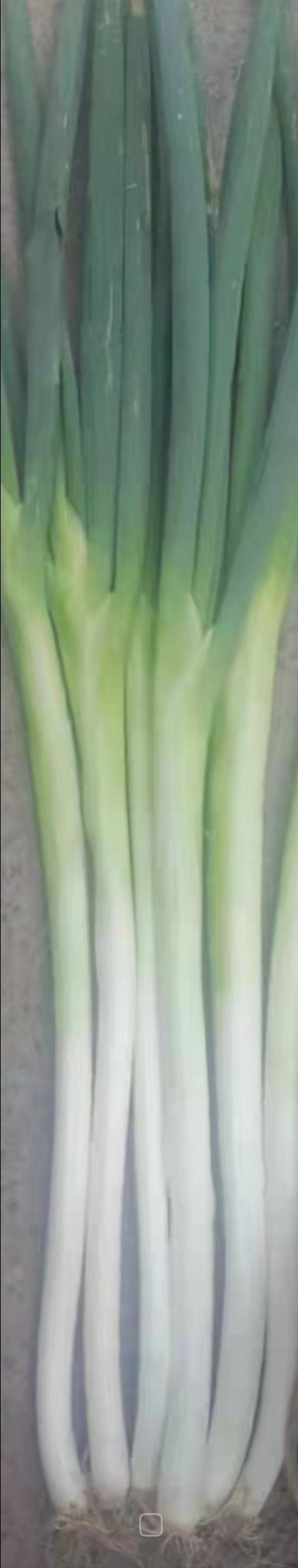 章丘长白大葱盒装精品大葱