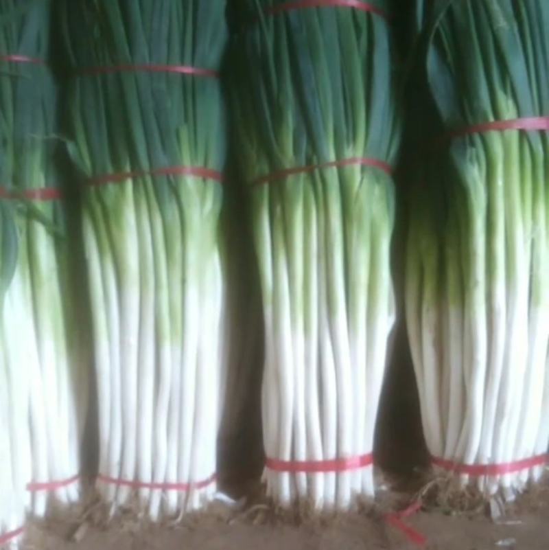 章丘长白大葱盒装精品大葱