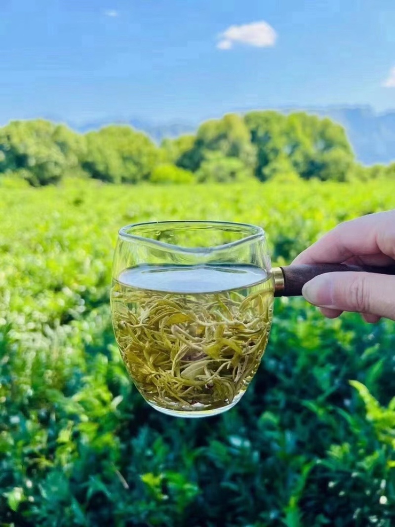 张家界霉茶藤茶龙须茶