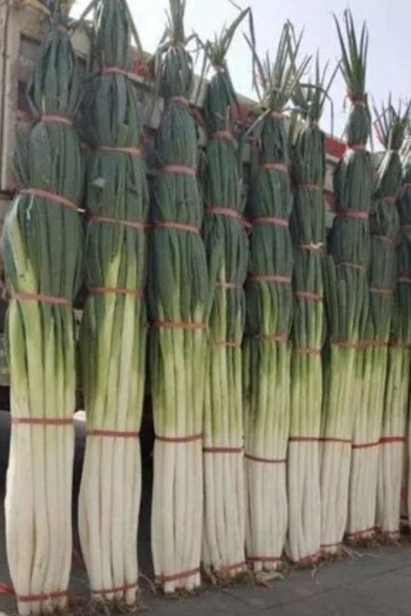 章丘长白盒装礼品大葱