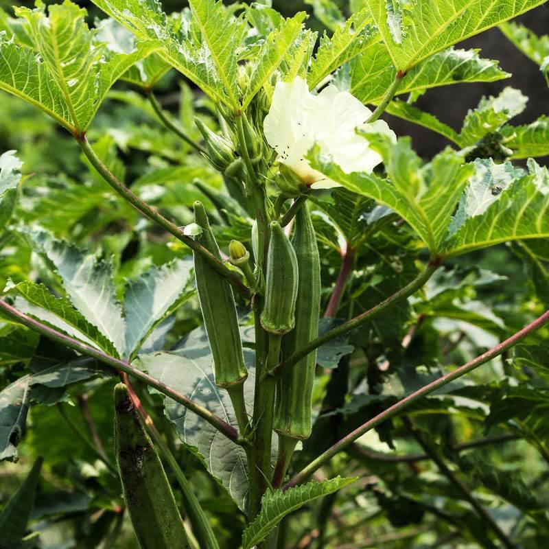 黄秋葵蔬菜种子红秋葵种籽春秋播种高产耐热耐旱阳台盆栽