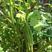 黄秋葵蔬菜种子红秋葵种籽春秋播种高产耐热耐旱阳台盆栽