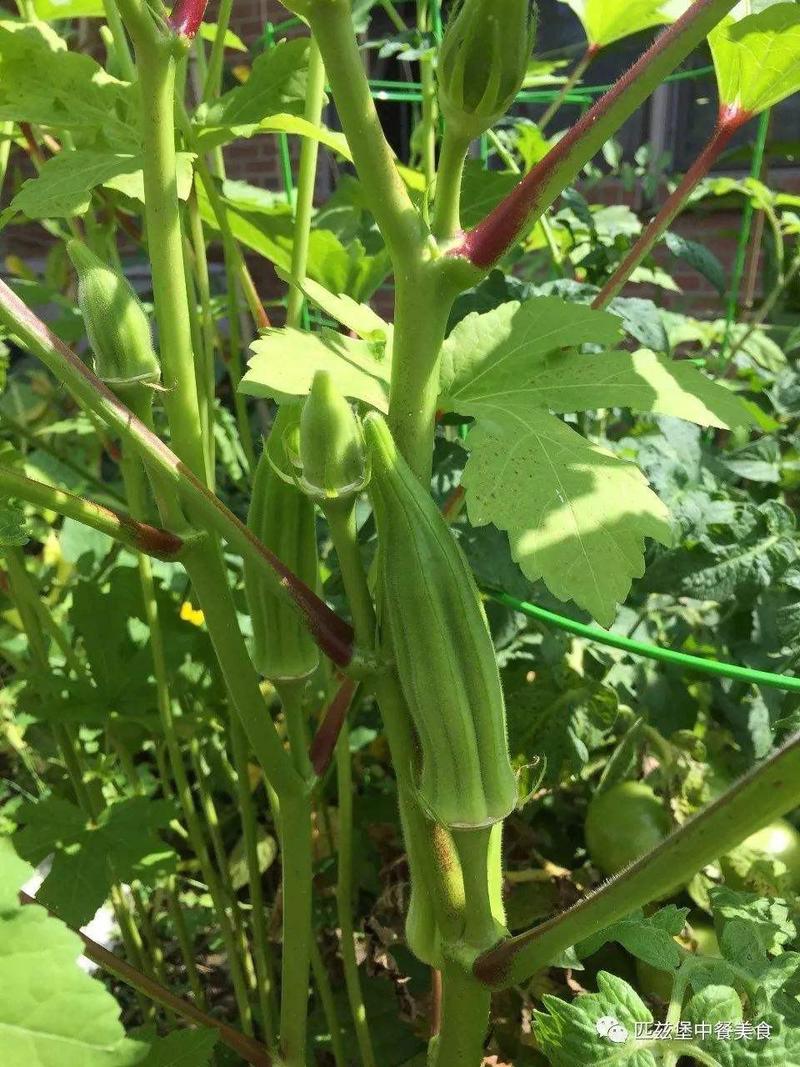 黄秋葵蔬菜种子红秋葵种籽春秋播种高产耐热耐旱阳台盆栽