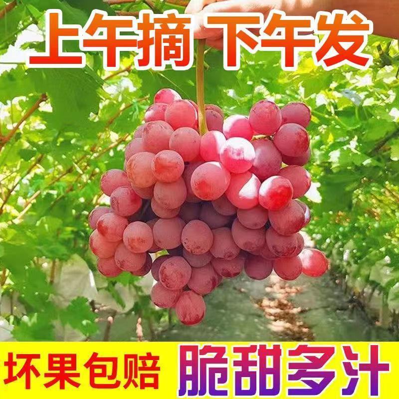 【基地直发】河北红宝石葡萄薄皮无籽量大上市