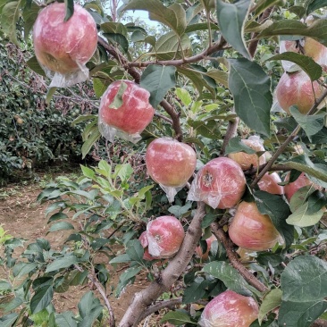 红露苹果