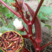 红秋葵种子秋葵种子红秋葵种子水果秋葵菜种子春秋播种秋葵