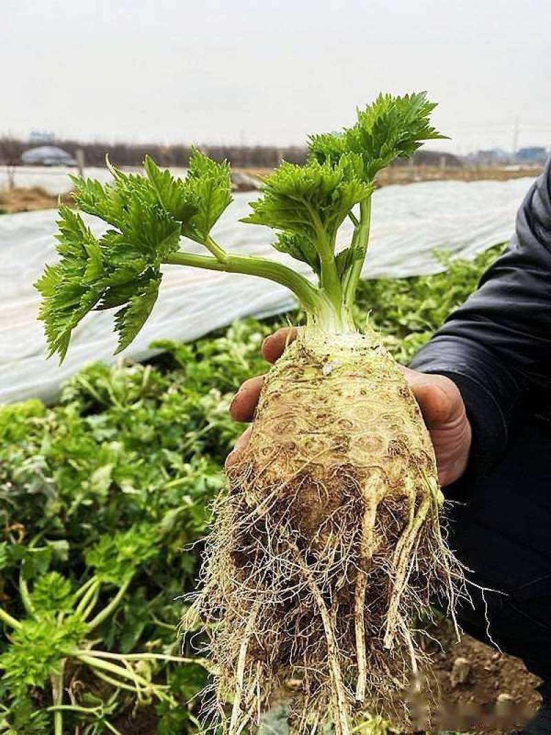 根芹种子芹菜种籽四季播种蔬菜阳台菜籽秋季孑芹菜根庭院盆栽