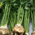 根芹种子芹菜种籽四季播种蔬菜阳台菜籽秋季孑芹菜根庭院盆栽