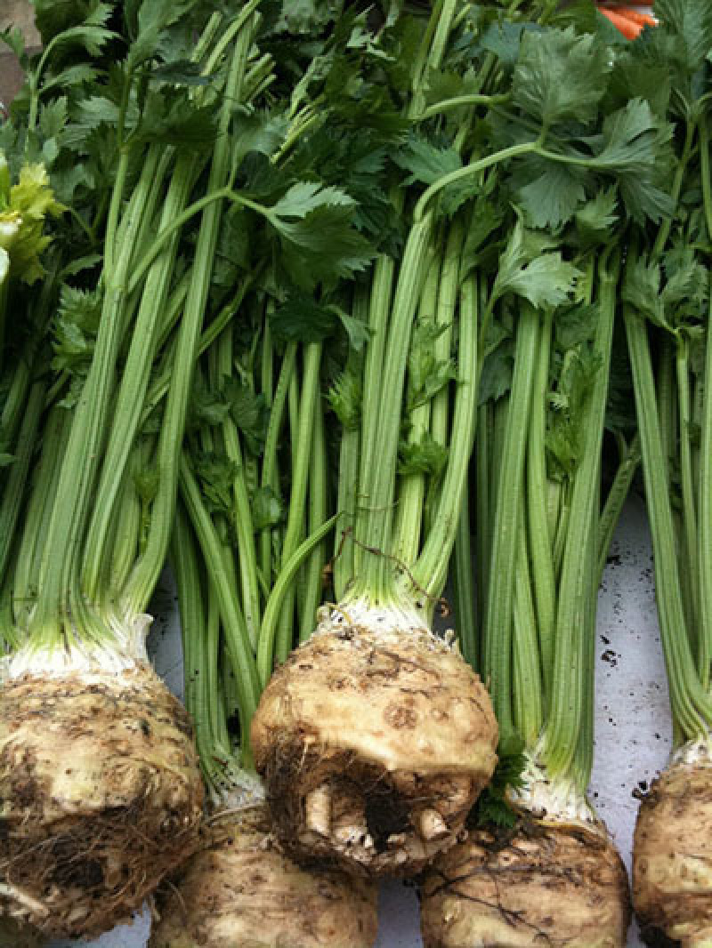 根芹种子芹菜种籽四季播种蔬菜阳台菜籽秋季孑芹菜根庭院盆栽