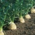 根芹种子芹菜种籽四季播种蔬菜阳台菜籽秋季孑芹菜根庭院盆栽