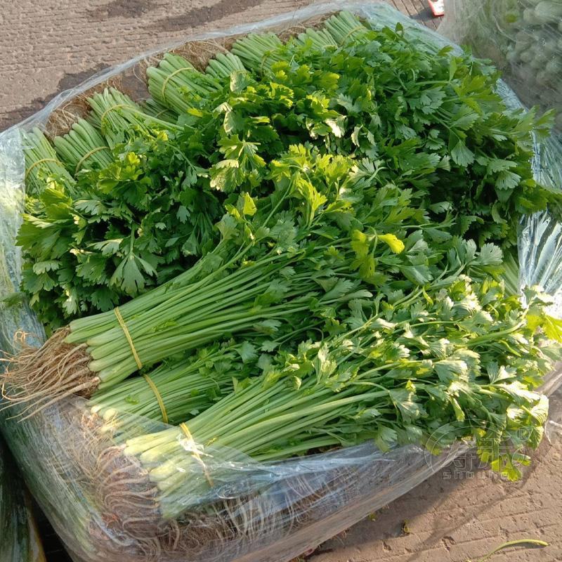 卡其四季速生黄嫩小芹菜种籽子杂交小香芹蔬菜种子大棚大田