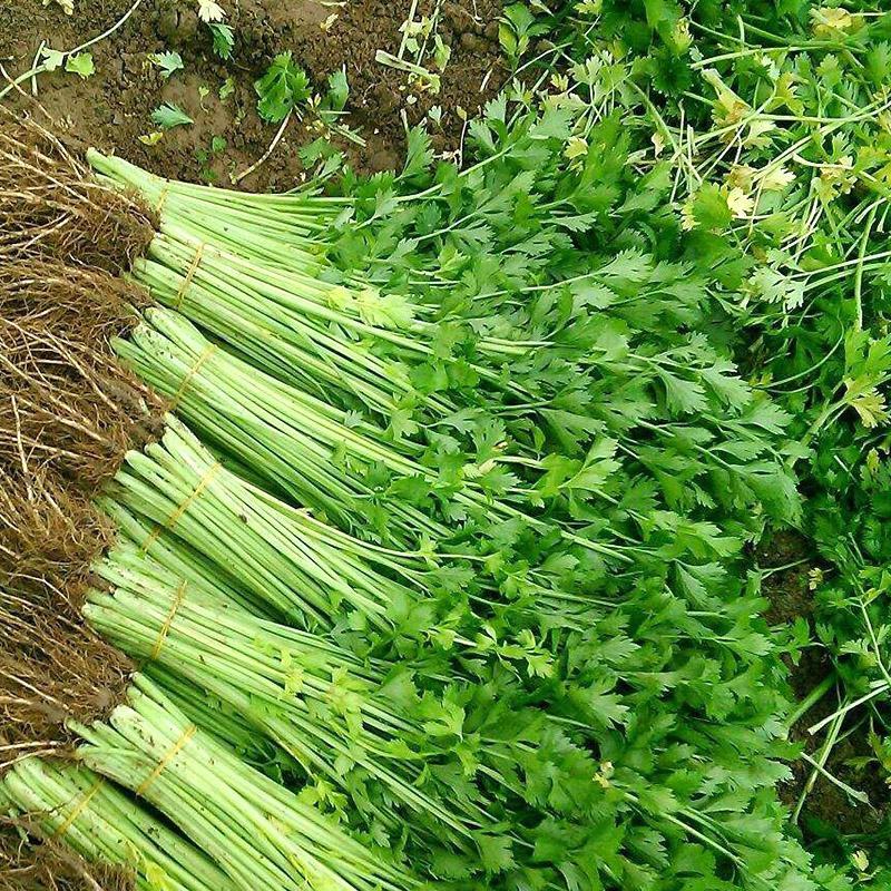卡其四季速生黄嫩小芹菜种籽子杂交小香芹蔬菜种子大棚大田