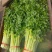 卡其四季速生黄嫩小芹菜种籽子杂交小香芹蔬菜种子大棚大田