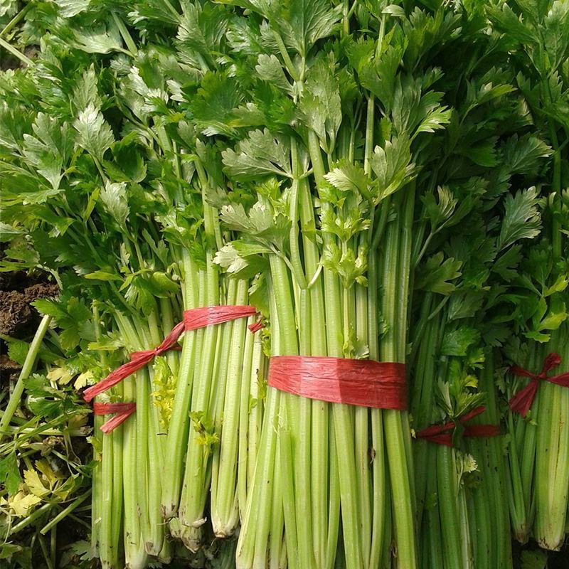卡其四季速生黄嫩小芹菜种籽子杂交小香芹蔬菜种子大棚大田