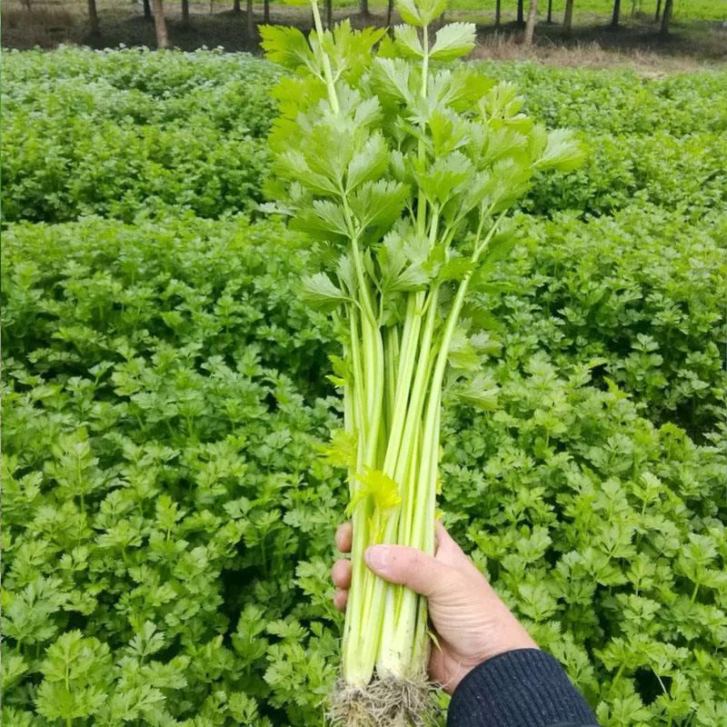 卡其四季速生黄嫩小芹菜种籽子杂交小香芹蔬菜种子大棚大田