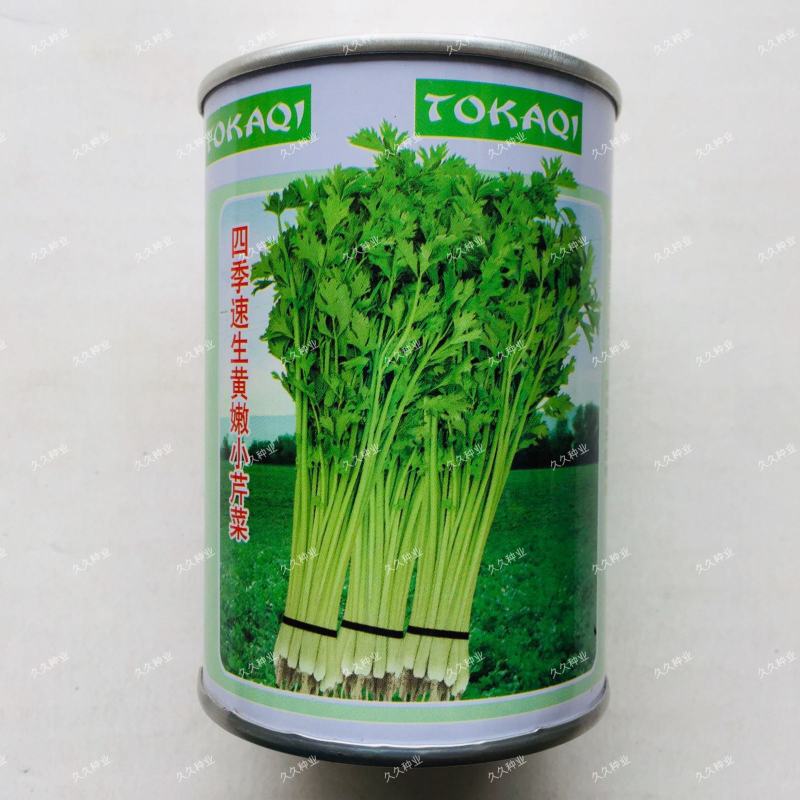 卡其四季速生黄嫩小芹菜种籽子杂交小香芹蔬菜种子大棚大田