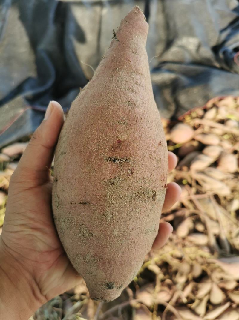 紫薯