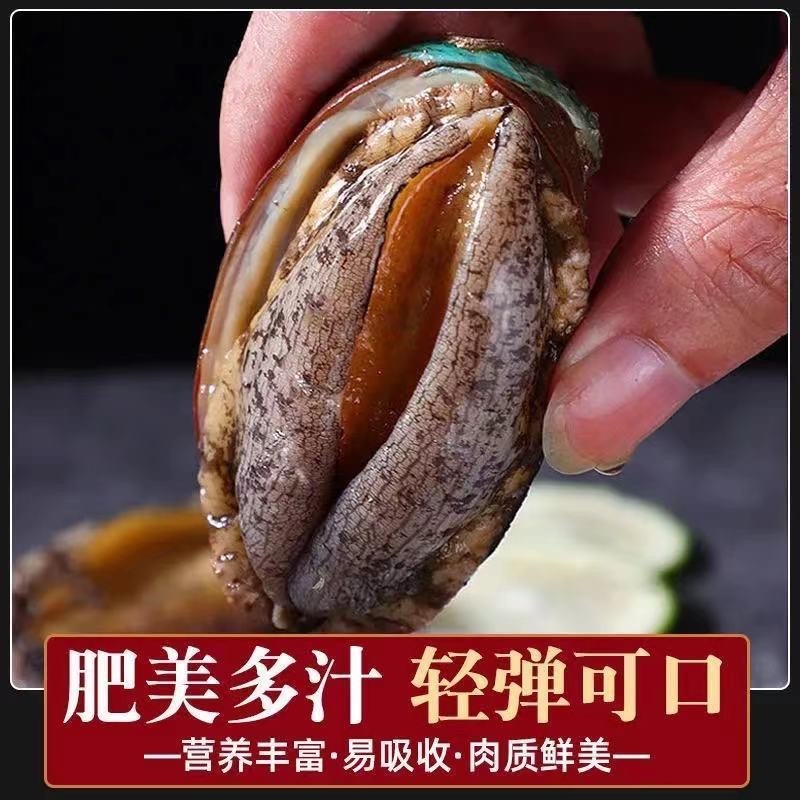活运大鲍鱼新鲜活冻规格齐全鲍鱼肉