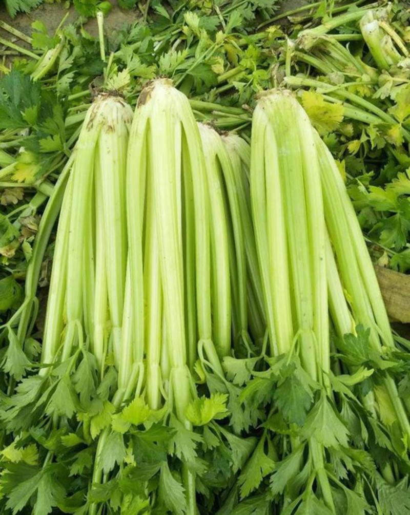 皇后西芹种子原装进口早熟西芹品种生长速度快产量高株型紧凑