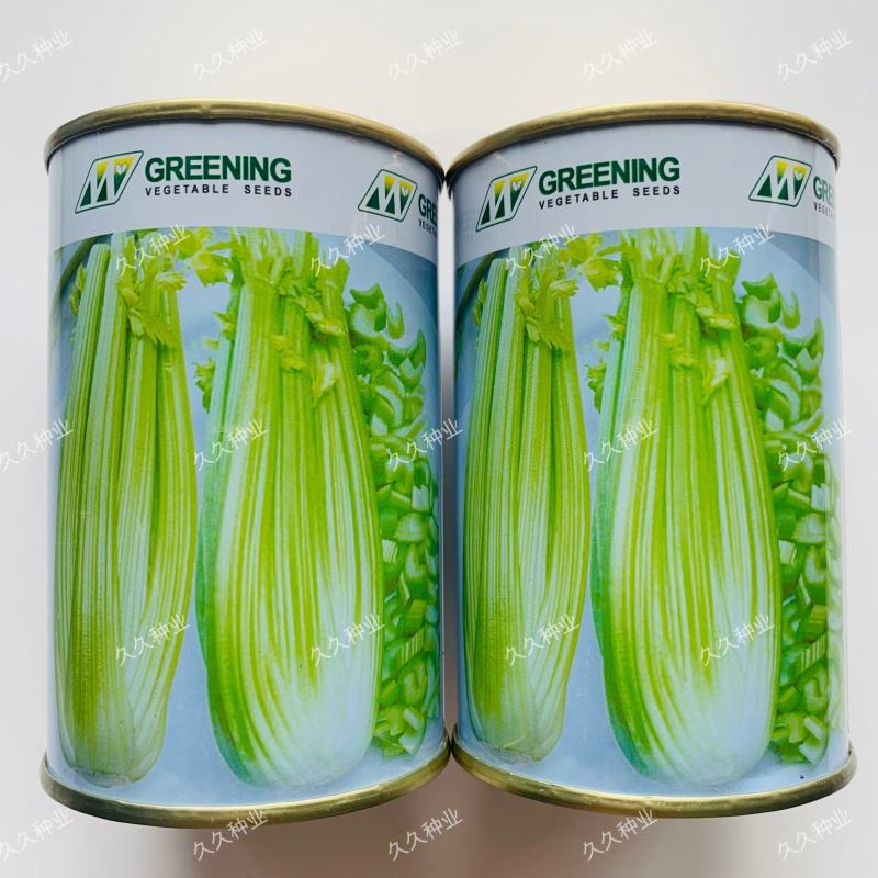 皇后西芹种子原装进口早熟西芹品种生长速度快产量高株型紧凑