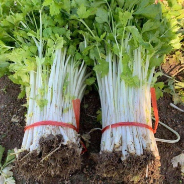 加洲雪丽白实芹种子四季芹菜种嫩白清香菜园基地种抗热耐寒