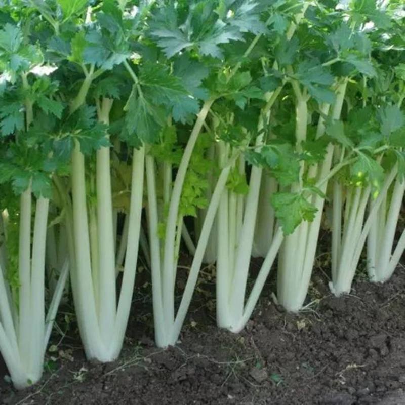 加洲雪丽白实芹种子四季芹菜种嫩白清香菜园基地种抗热耐寒